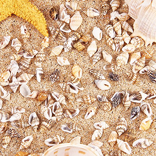 PH PandaHall Small Seashells, 1400-1500Pcs 7-12mm Tiny Natural Sea Shell Ocean Spiral Seashells Undyed NO Hole Miniature Shells Coquina Shells for Resin Candle Home Party Wedding Fish Tank Vase Filler