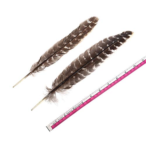 20pcs Natural Turkey Feathers Bulk 10-12 inch Wild Turkey Feather for DIY Crafts Project Collection Wedding Decoration Erikord