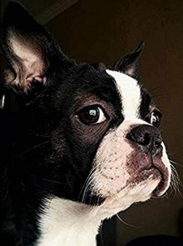 5D Diamond Painting Kits Dog Boston Terrier DIY Paint with Full Drill Round Diamond Art by Number Kits Crystal Cross Stitch for Adults Decompression and Wall Decoration 30x40cm