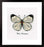 Vervaco White Butterfly, Polyester Cotton, Multi-Colour, 40 x 2 x 20 cm