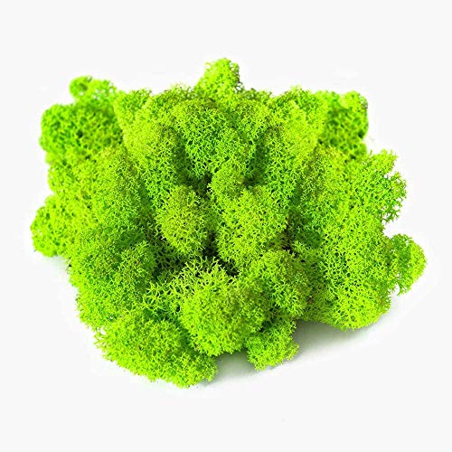Stardom Moss Preserved, Green Moss for Fairy Gardens, Terrariums, Any Craft or Floral Project or Wedding Other Arts (Chartreuse, 3OZ)
