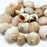 PEPPERLONELY 25 PC Natural Shark Eyes Sea Shells, 1 Inch ~ 2 Inch