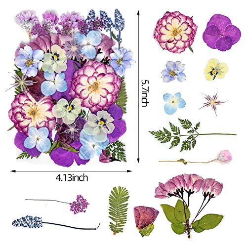 Blaflo 35+pcs Purple Flowers for Resin Model, Real Pressed Flowers Dry Leaves Bulk Natural Herbs Kit for Scrapbooking DIY Art Crafts, Epoxy Jewelry, Candle, Soap Making, Nails Decor