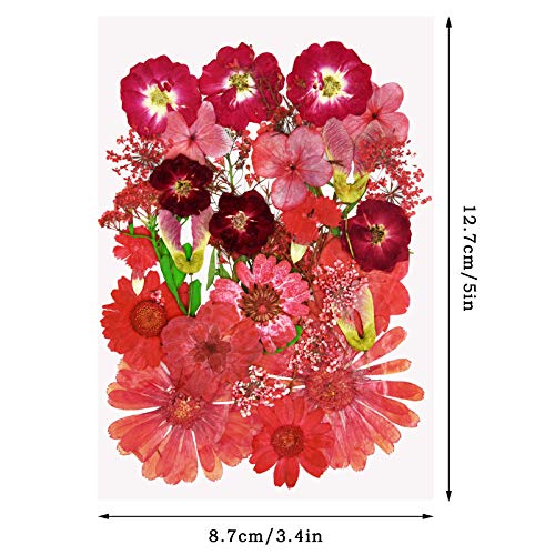 Natural Dried Flowers Mixed Multi-Color Pressed Flower Mini Rose Hydrangea Daisy for Art Craft DIY Resin Nail Art Floral Decors (Red)