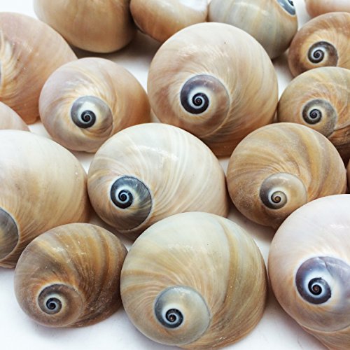 PEPPERLONELY 25 PC Natural Shark Eyes Sea Shells, 1 Inch ~ 2 Inch