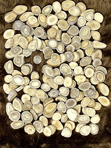 Natural Dakota Deer Antler Beads/Slices (Crafts, Jewelry Making, Beading Supplies) (Small)