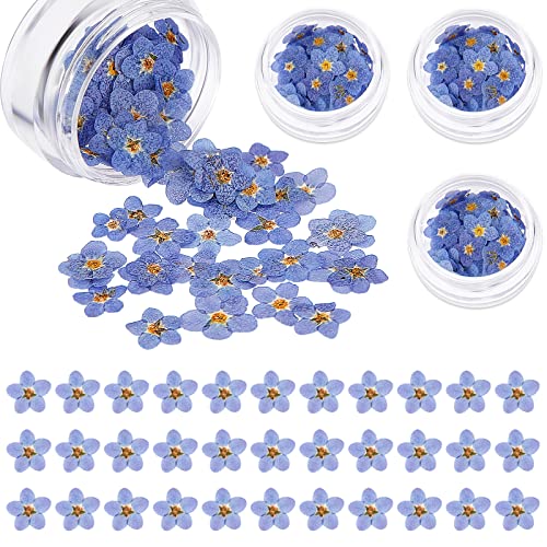 Natural Forget-Me-Not Dried Flowers Don't Forget Me Dried Flower Real Dried Pressed Flowers for Jewelry Candle Card Making DIY Resin Ornaments Nail Art Flowers Decorations (200 Pieces)