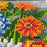 MXJSUA DIY Flowers Diamond Painting Kits for Adults, Round Full Drill Gem Flowers Diamond Painting Kits, 5D DIY Spring Floral Jars Diamond Art Painting Kits for Home Wall Decor 12x16 Inch