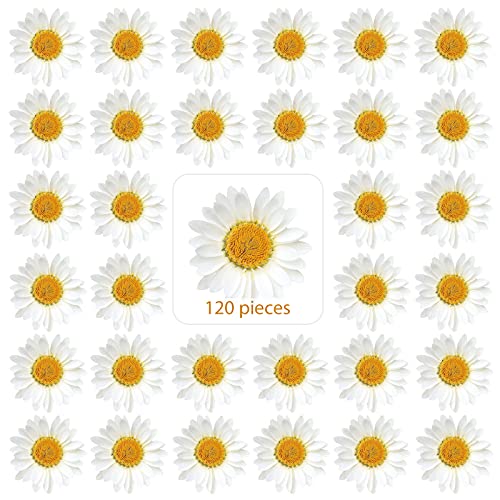 120 Pieces Real Dried Daisy Flowers Natural Dried Daisies DIY Dry Daisy Petals Pressed Chrysanthemum Flowers for Album Scrapbooks Resin Soap Art Decors Handicrafts (Primary Color) (Primary Color)