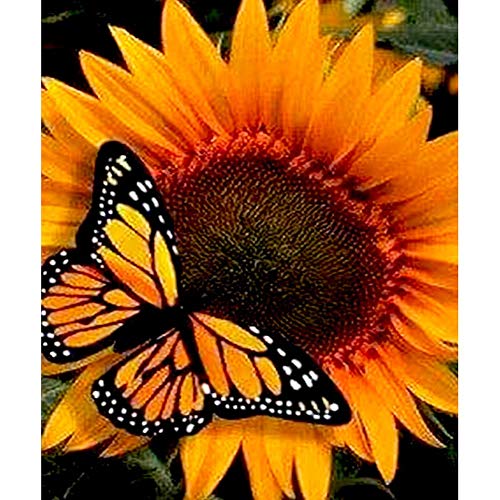 Bemaystar 5D DIY Diamond Painting Kits for Adults, Kids.Art Crafts for Home Decoration Room Office Sunflower and Yellow Butterfly 11.8 × 15.7in 1 Pack