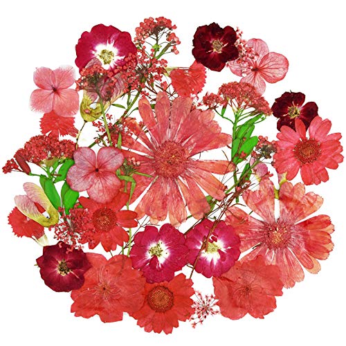 Natural Dried Flowers Mixed Multi-Color Pressed Flower Mini Rose Hydrangea Daisy for Art Craft DIY Resin Nail Art Floral Decors (Red)