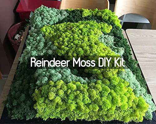prefleur Preserved Reindeer Craft Moss Natural Green DIY Kit Terrariums Gardenning Art Wall Florist Decor Easter Table Decor Wedding Decor (3 OZ)(Green-02)