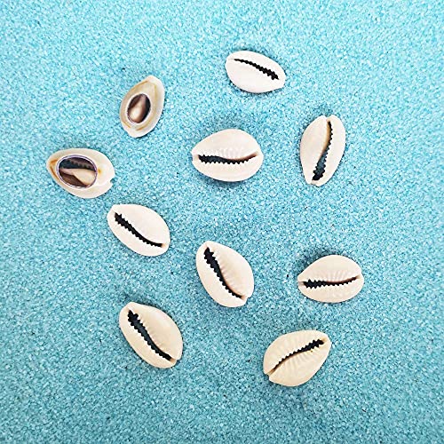INSPIRELLE 0.5 LB (160~220pieces) Natural Spiral Cowrie Shell Beads Cut Sea Shell Connectors Beach Seashells Cowrie Shell Charms for Jewelry Making (Gray 0.7"-0.86")