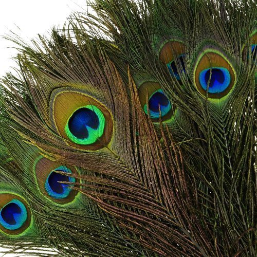 Vivian Beautiful Natural Peacock Feathers Eye Peacock Tail Feathers 10"-12" Pack of 20pcs