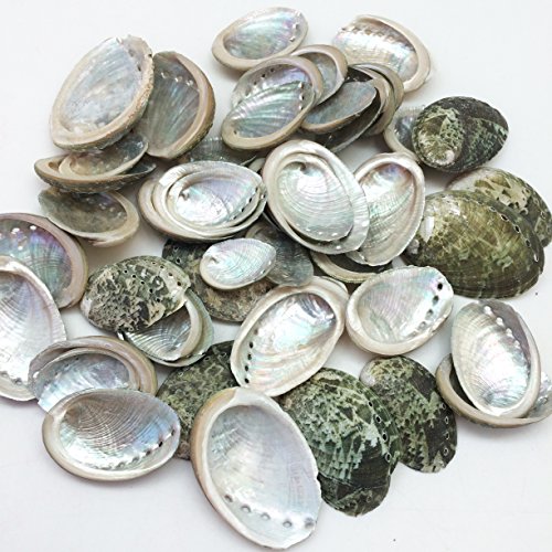 PEPPERLONELY 50 PC Natural Green Baby Abalone Sea Shells, 1 Inch ~ 2 Inch