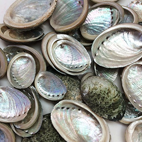 PEPPERLONELY 50 PC Natural Green Baby Abalone Sea Shells, 1 Inch ~ 2 Inch